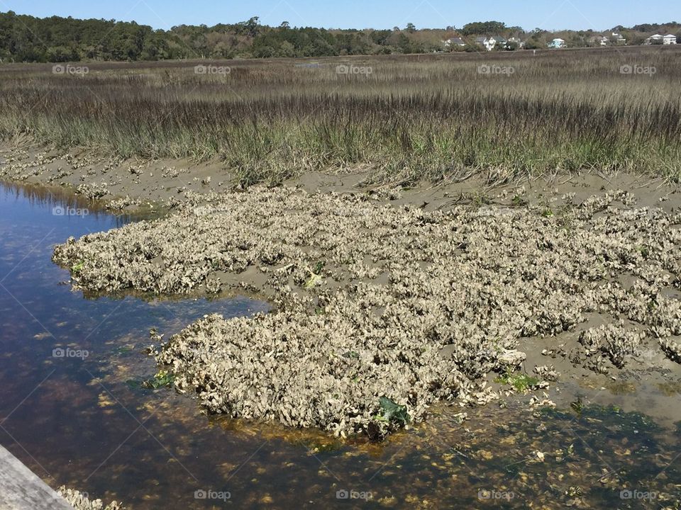 Oyster field