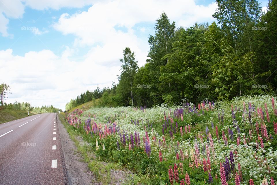 Lupines at roadside