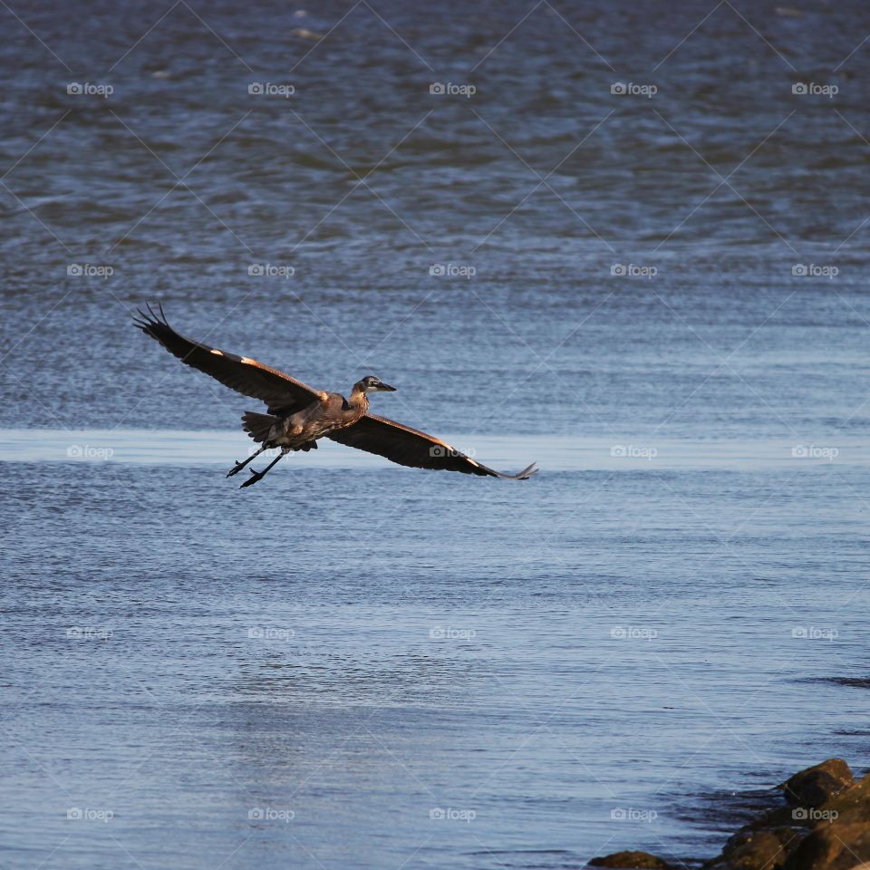 Crane Flying over Water Towards Jetty