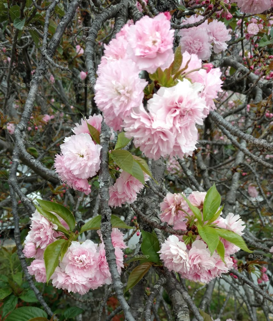 pink flower II