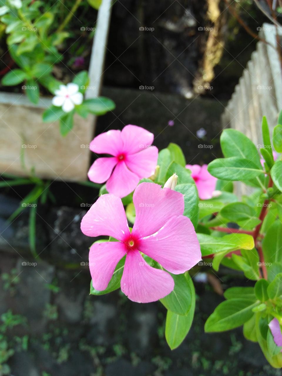 dark pink flower