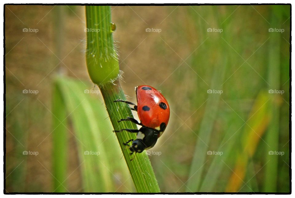 ladybug