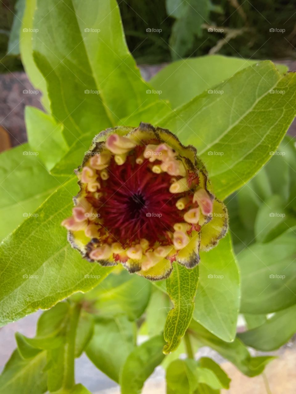 close-up of budding  zinnia flower