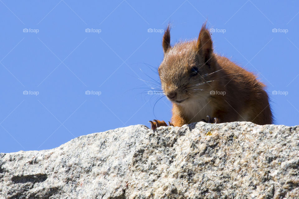 Curious squirrel - nyfiken ekorre