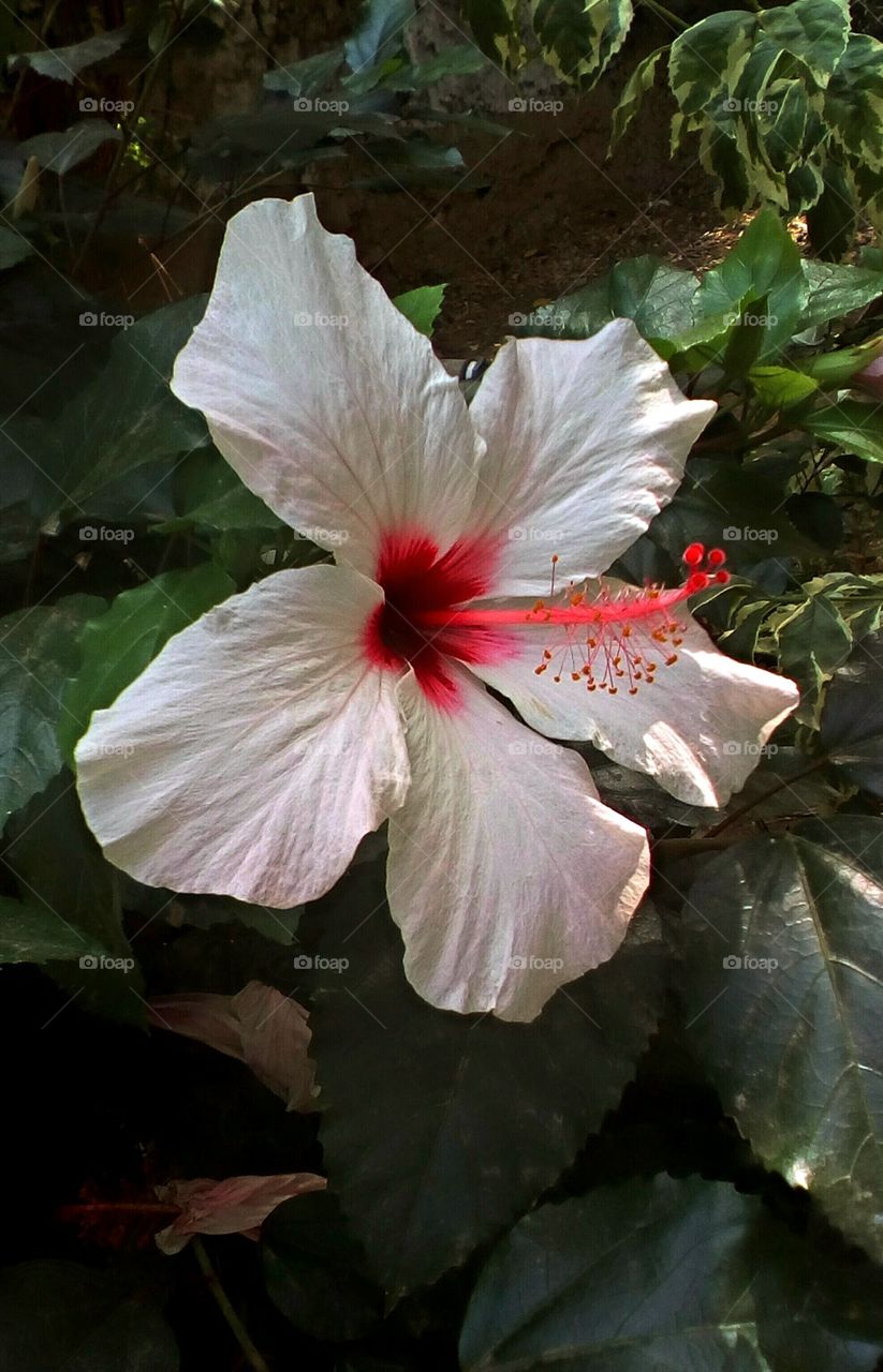 Closeup of beautiful white blooming
Hibiscus flower with red center and pollen which hanging in green bush in 
garden