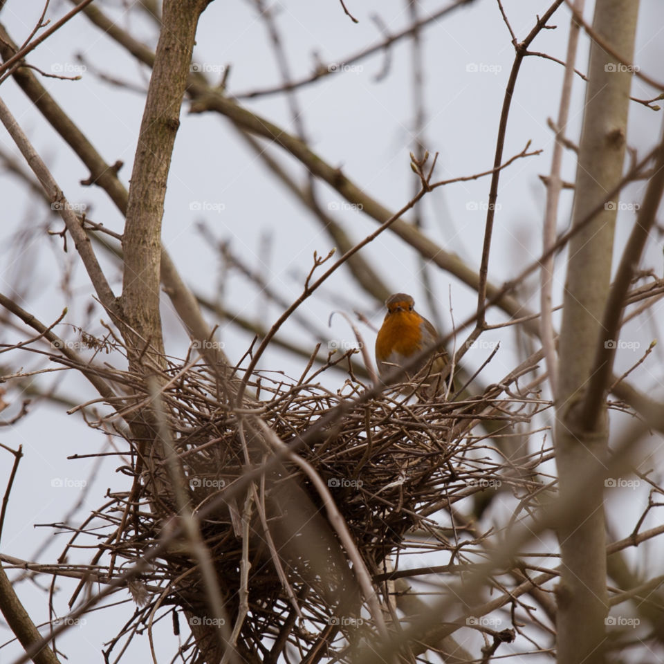 Bird, Nest, Tree, No Person, Wildlife