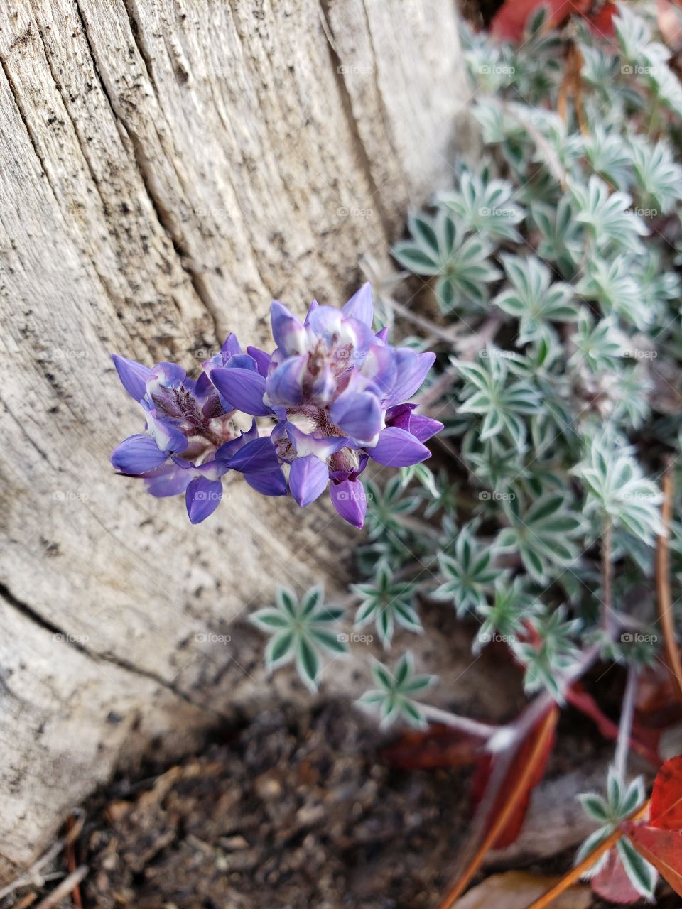 A wild plant found in the mountain forests of Oregon with purple flowers and green leaves in bunches of six growing against an old stump on a fall day. 