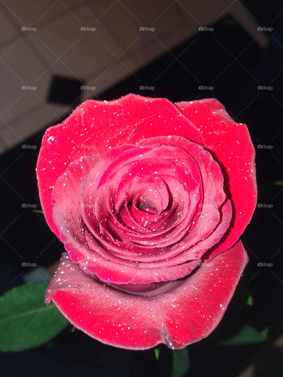 Beautiful Rose given to me with water droplets from the light drizzled