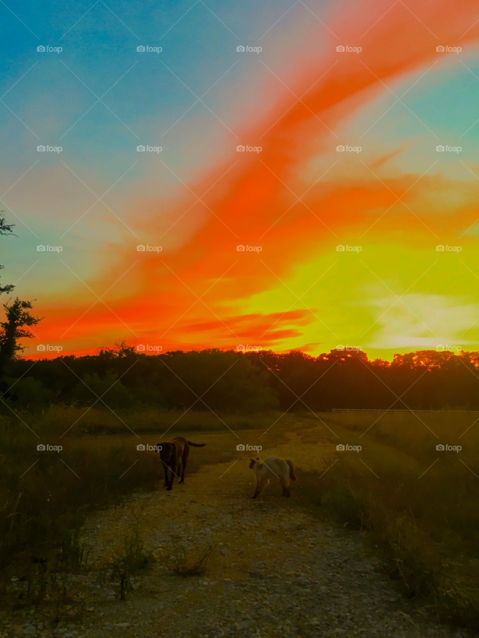 Animal sunset 