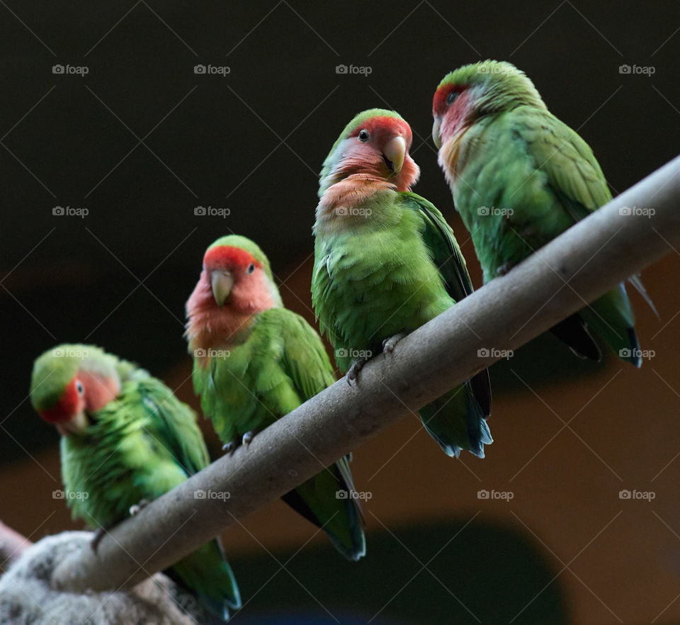 The four color parrots on branch