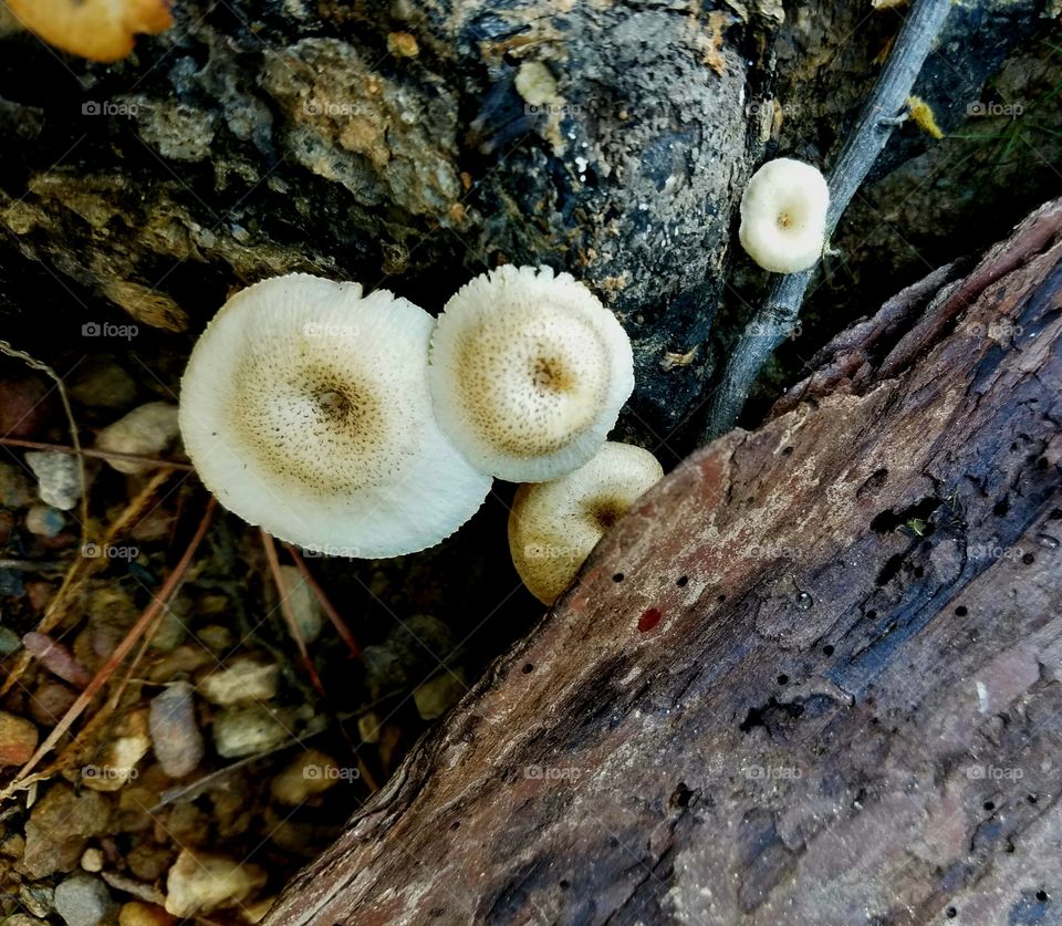 mushrooms by the shore.