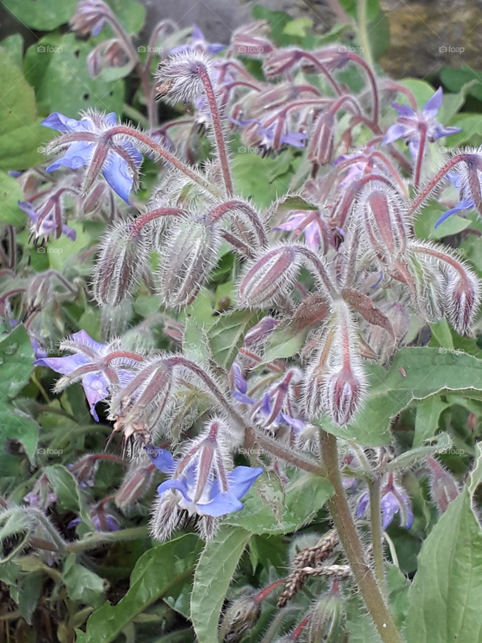 blue flowers of borage at roadside