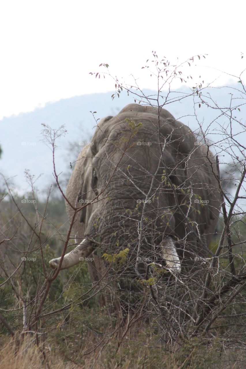 majestic elephant