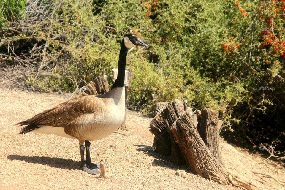 Canadian Goose on the Lakeshore