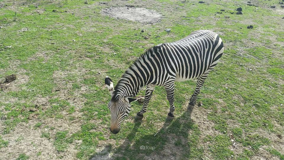 zebra