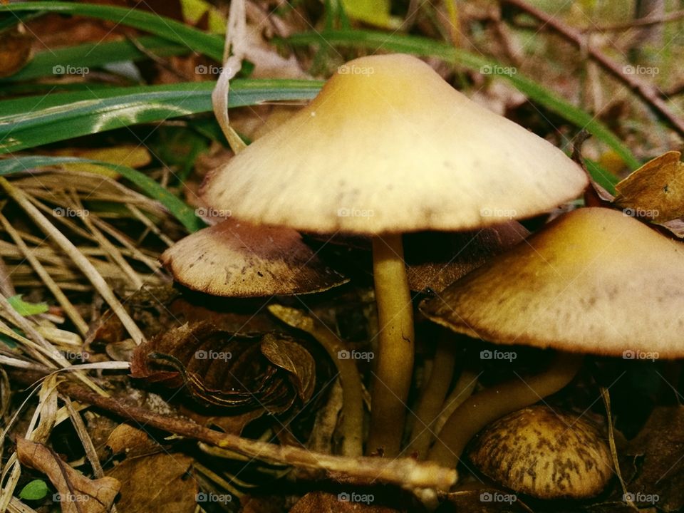 Fungus, Mushroom, Fall, Toadstool, Boletus