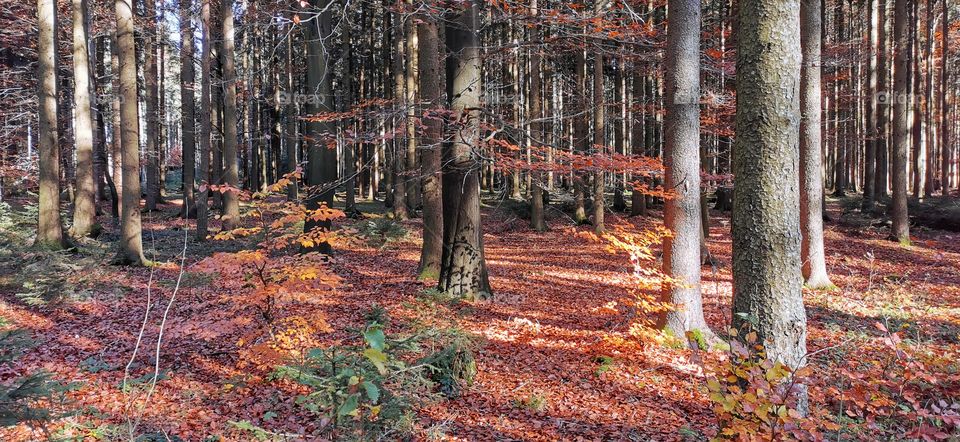 Herbstwald