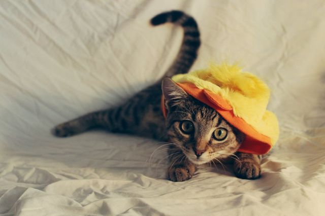 cat