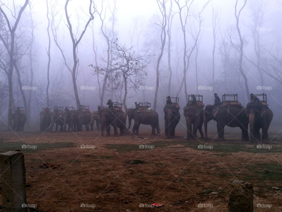 Row of elephants and their mounted trainers in Chitwan National Park, Nepal.
