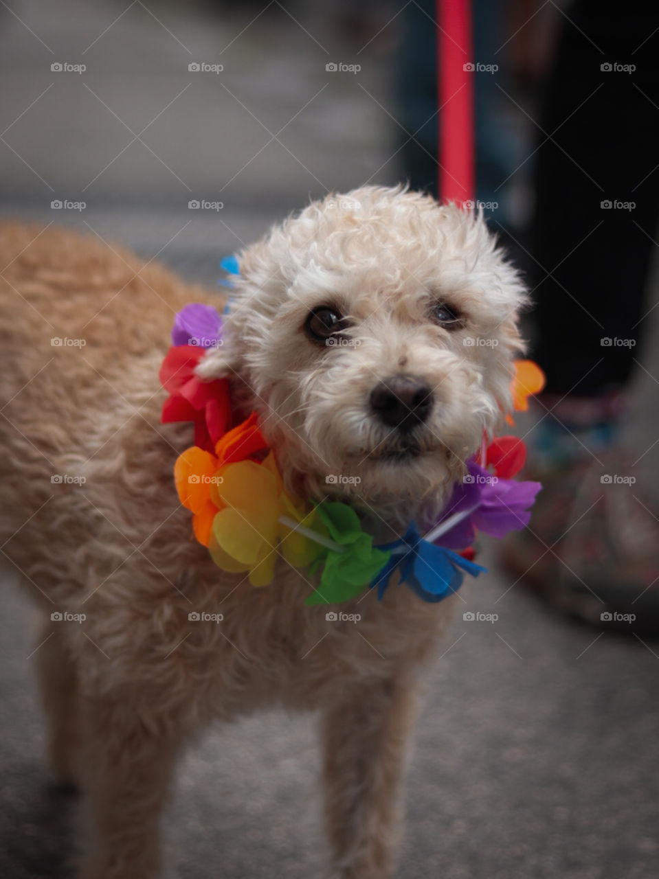 Doggy on pride
