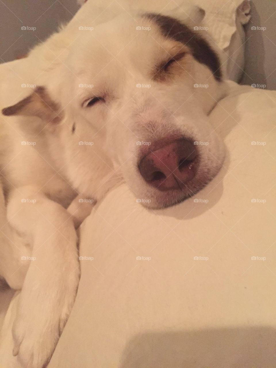 White dog sleeping on white pillow