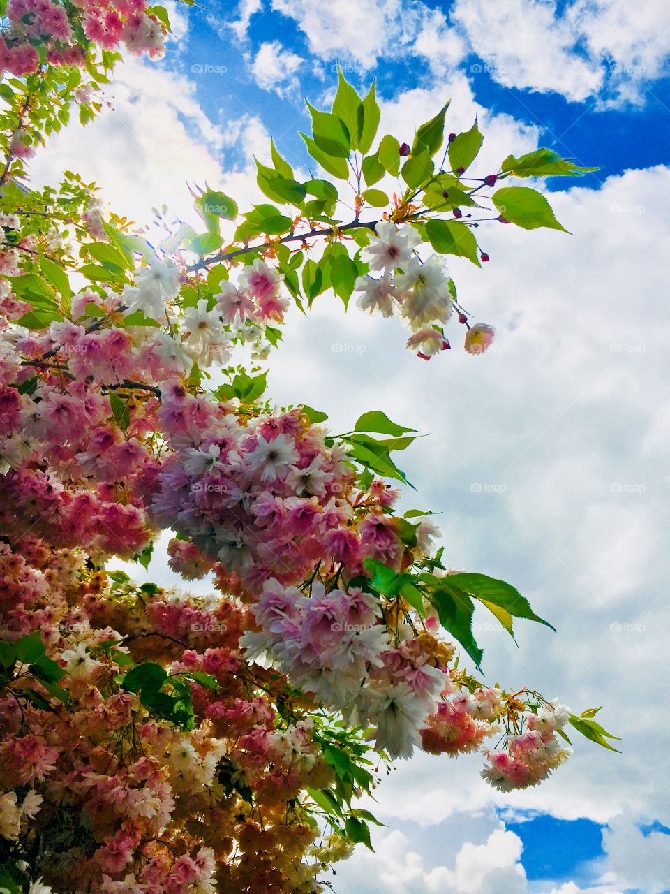 Pink flowering tree and sky1