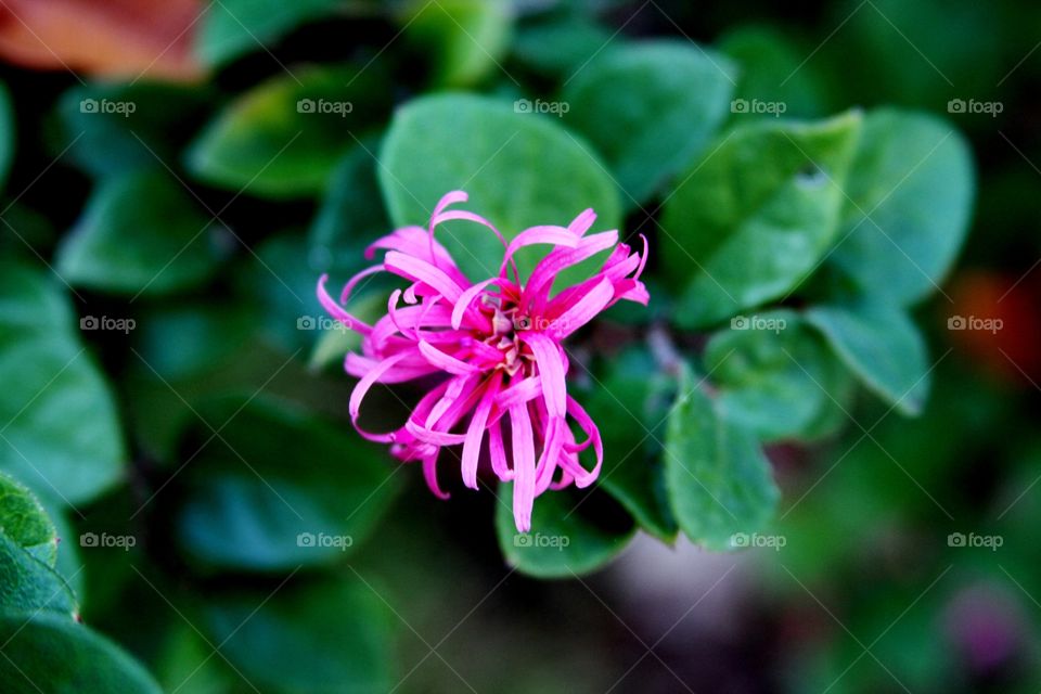 pink vibrant fl