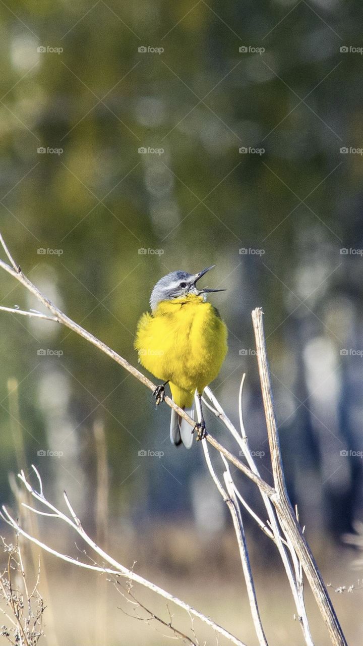 Yellow little bird during the morning routine 