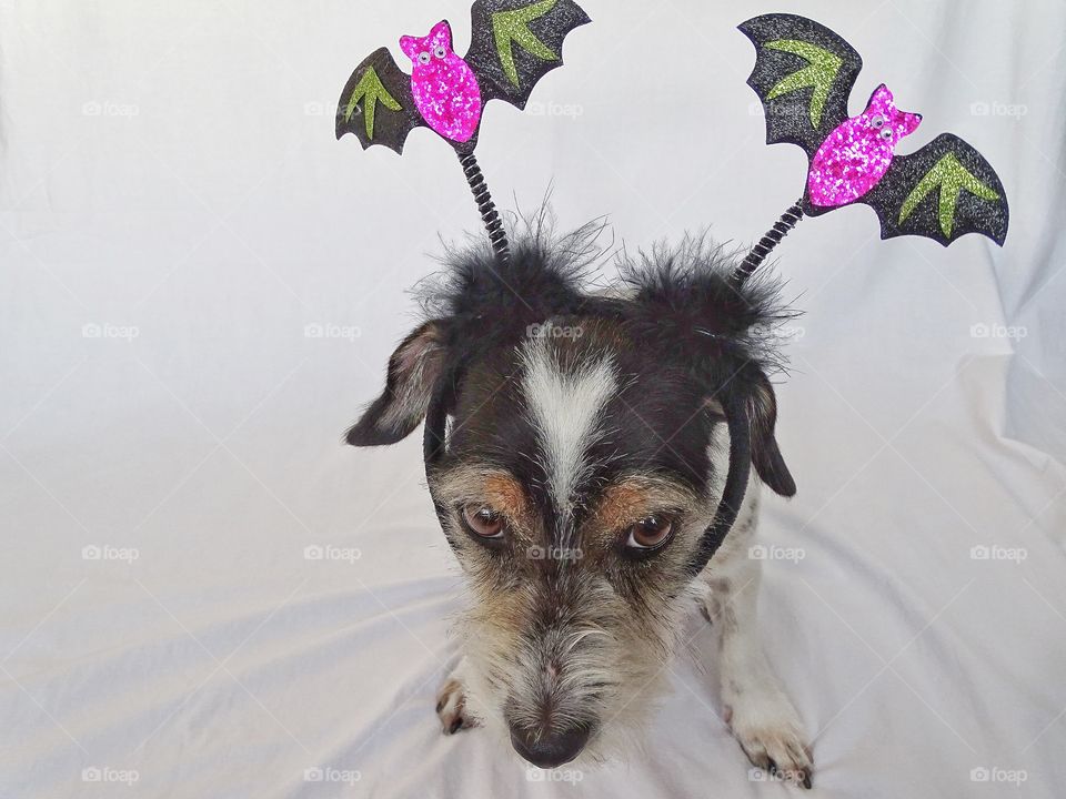 Dog with halloween diadem