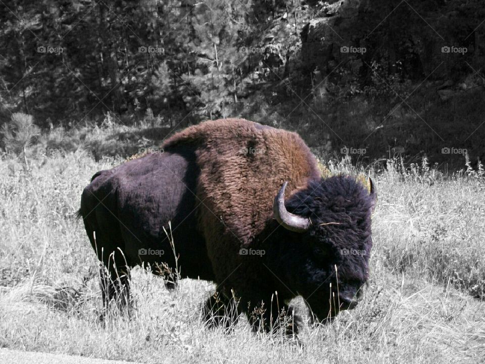 Buffalo - Splash of Color