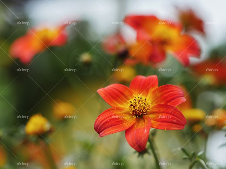 Close up of orange bidens