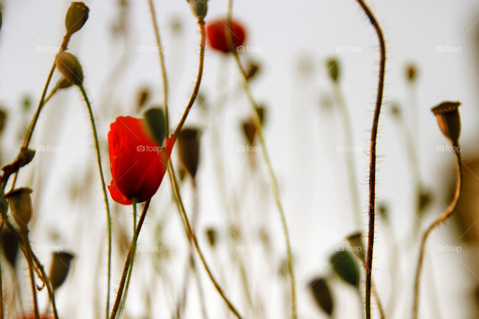 Close-up of Poppies