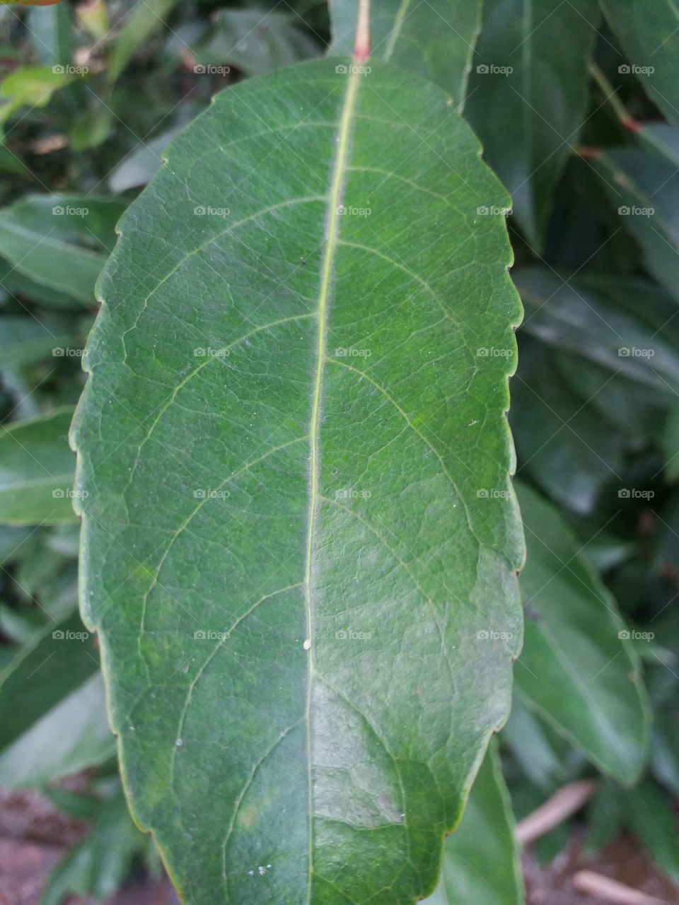 Leaf, Flora, Nature, No Person, Growth