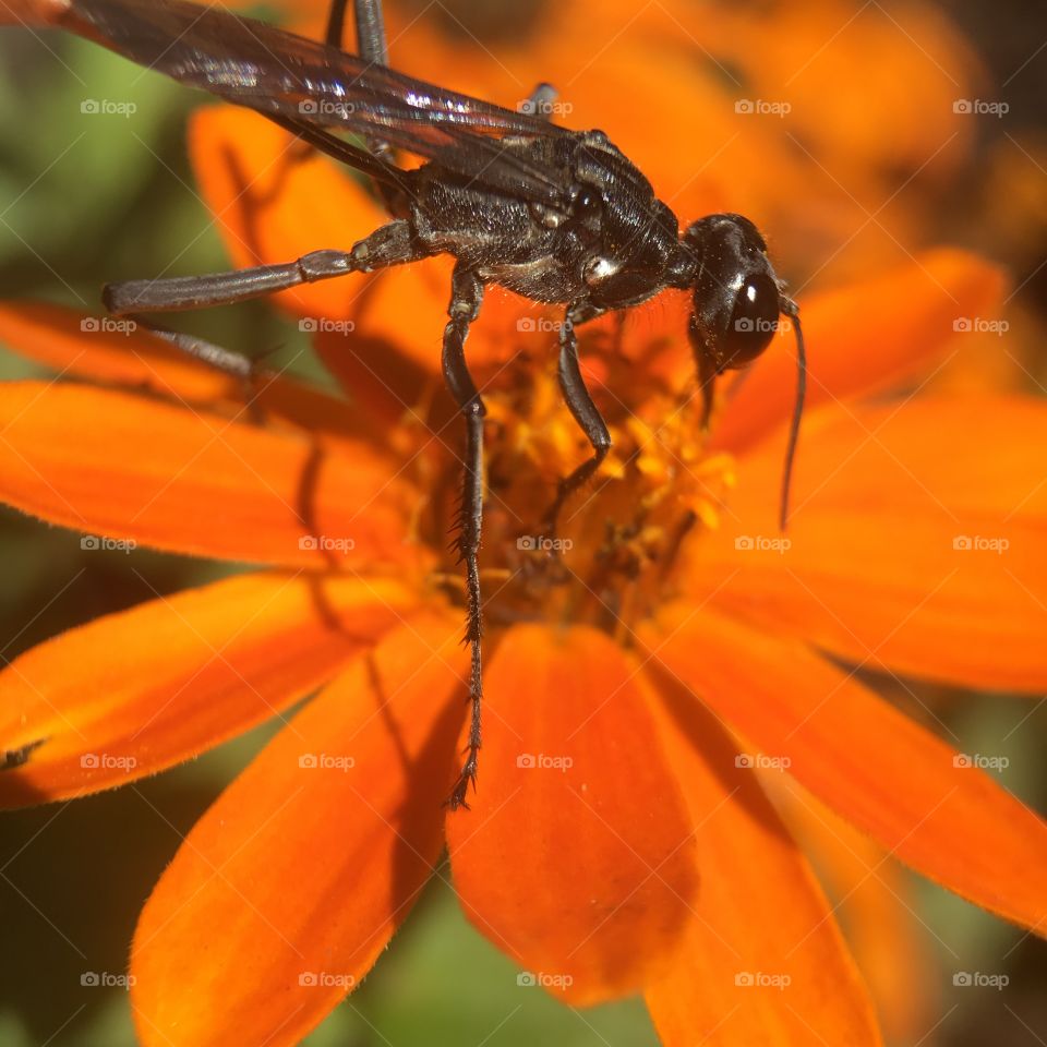 Catching some pollen