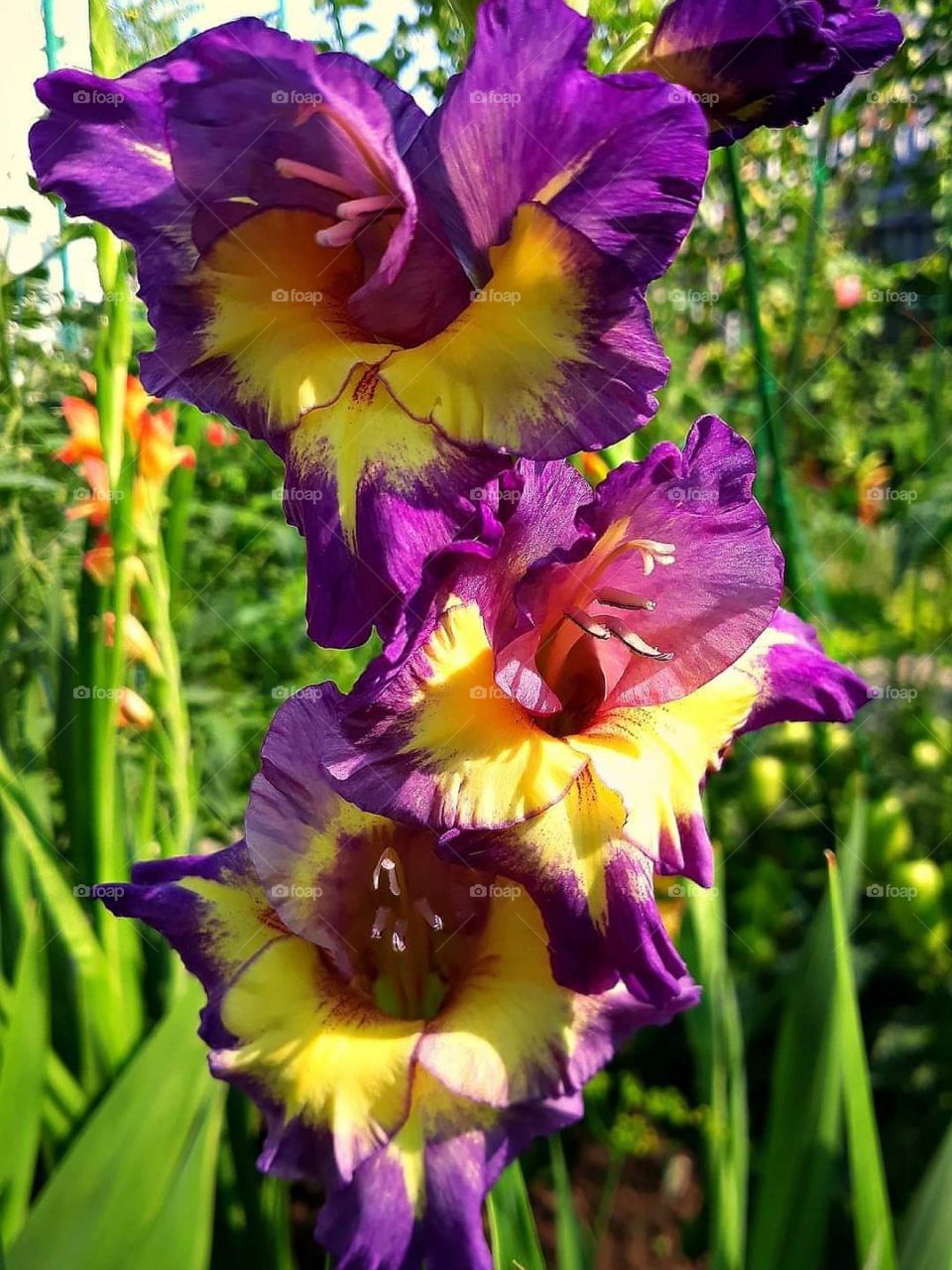 flowers 🌸🌺🌼☘️🍀🍃🌱