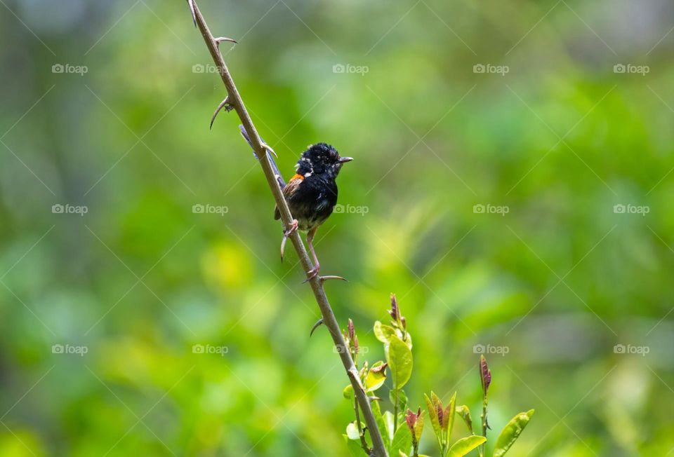 red-backed fairywren is a species of passerine bird in the Australasian