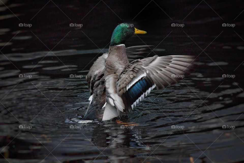 There’s this favourite position which ducks like to take where they stand in the water and flap their wings.