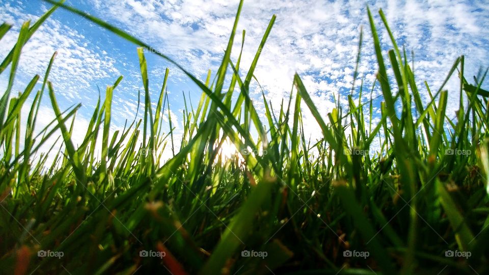 Grass