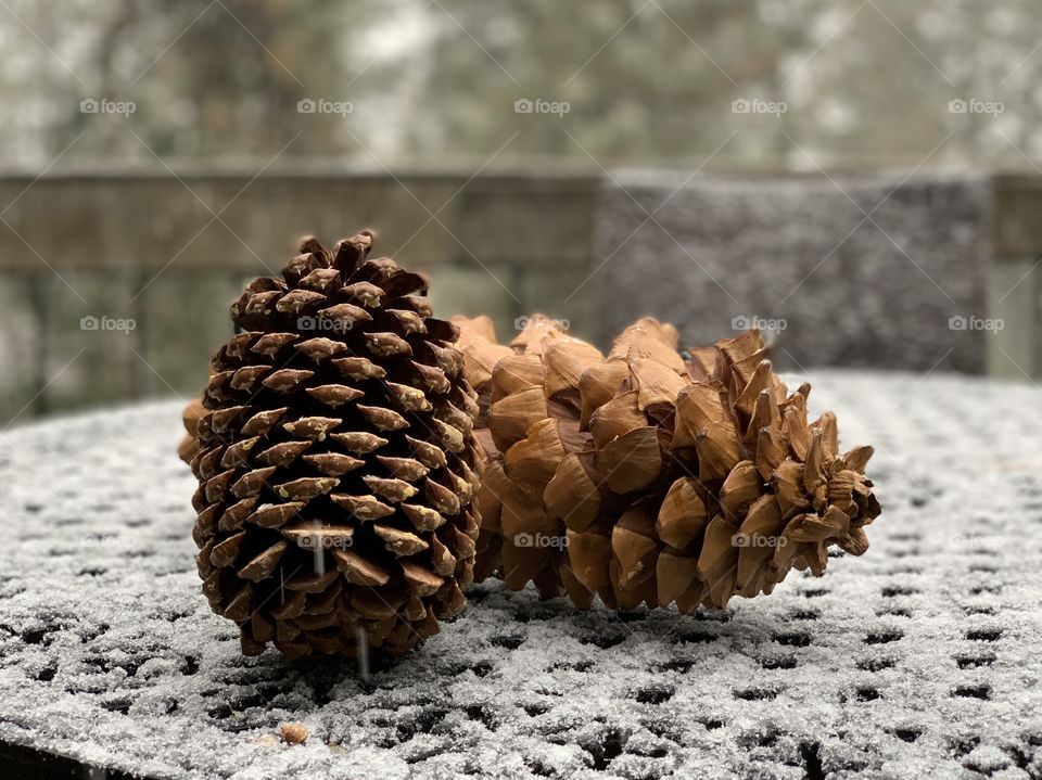 Pine cones 