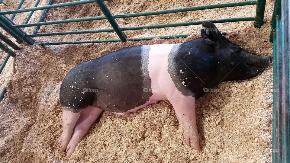 Pig, taking a nap