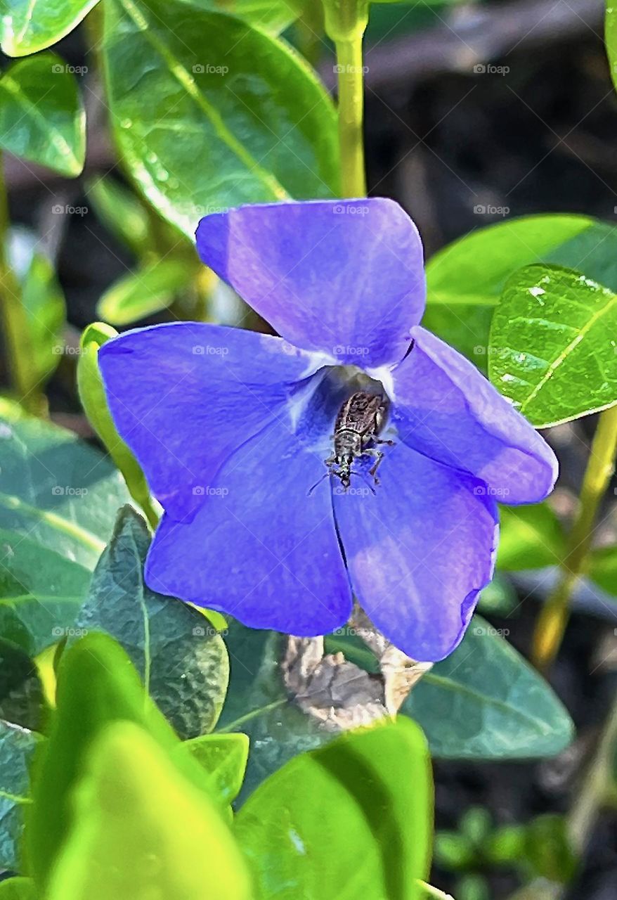 A close-up photo of a weevil sitting in a periwinkle flower, focusing on the details of the insect and the flower.