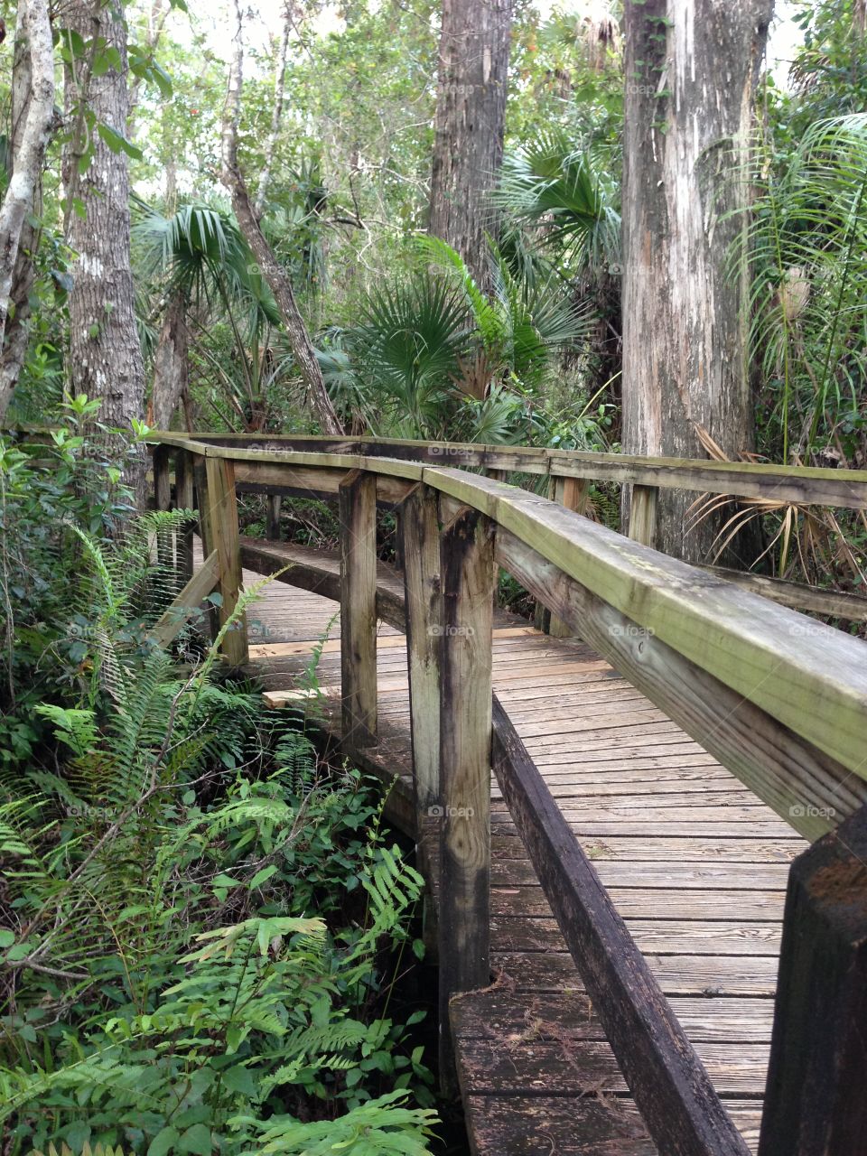 Boardwalk through the woods.
