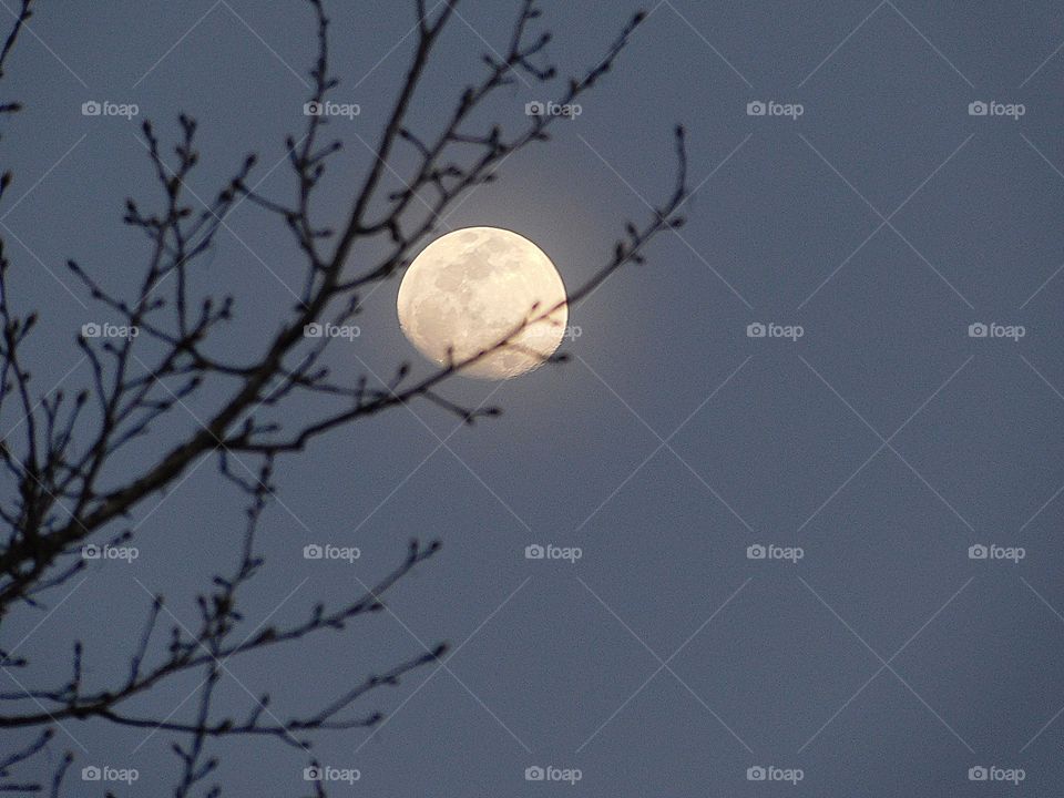 Moon behind the tree 