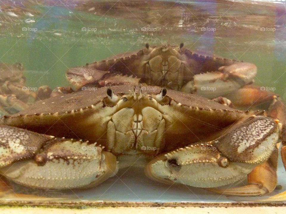 Crabs in the aquarium