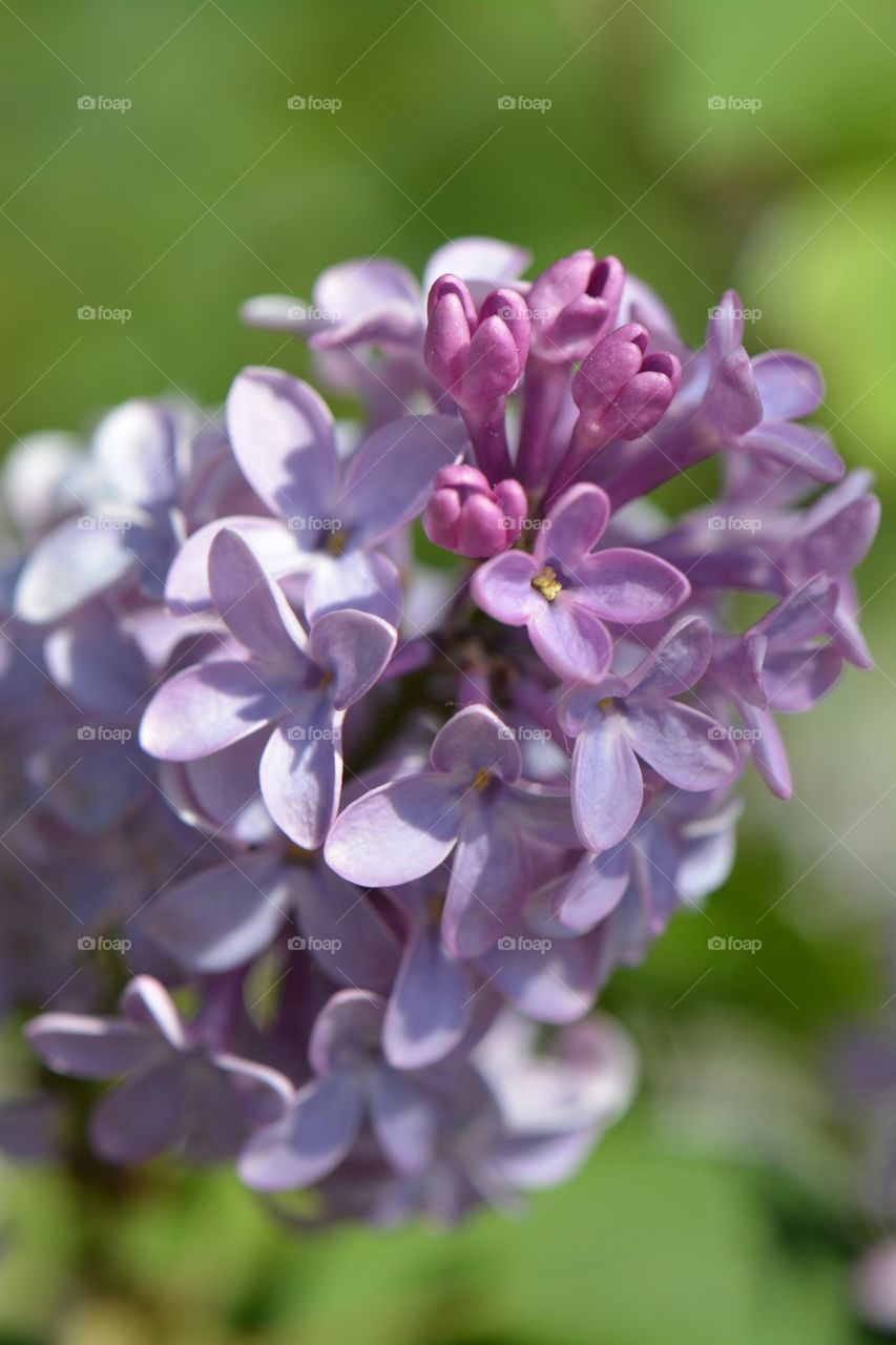 lilac tree in Virginia