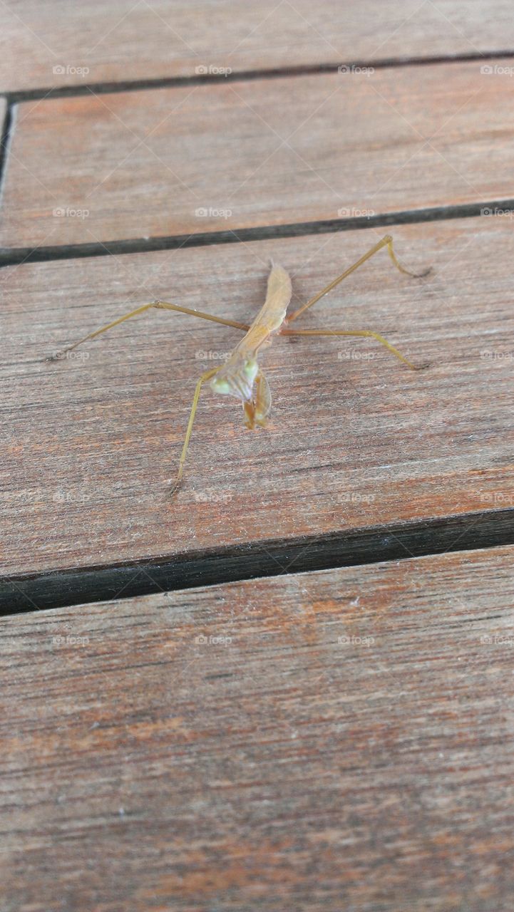 praying mantis