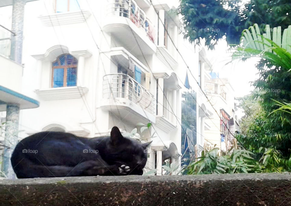 Very rare domestic  Black cat taking some rest..