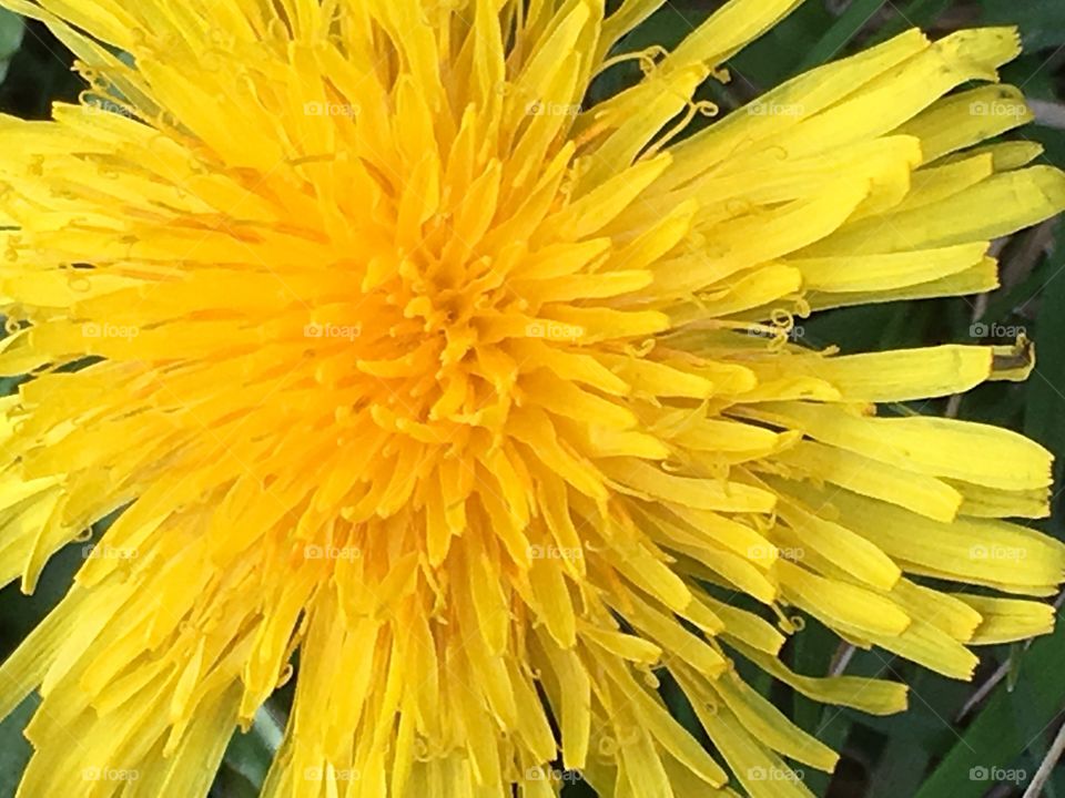 dandelion