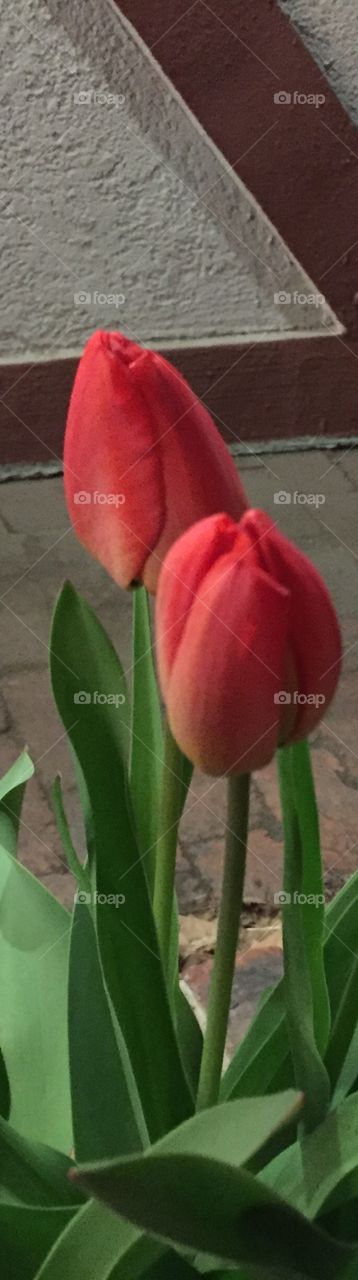 Tulip love! 