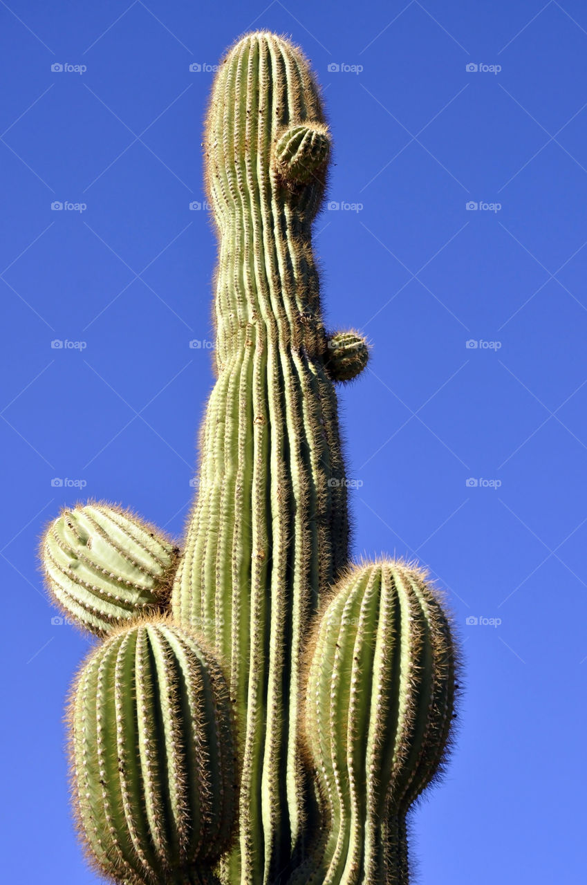 A large saguaro cactus against a bright blue sky.